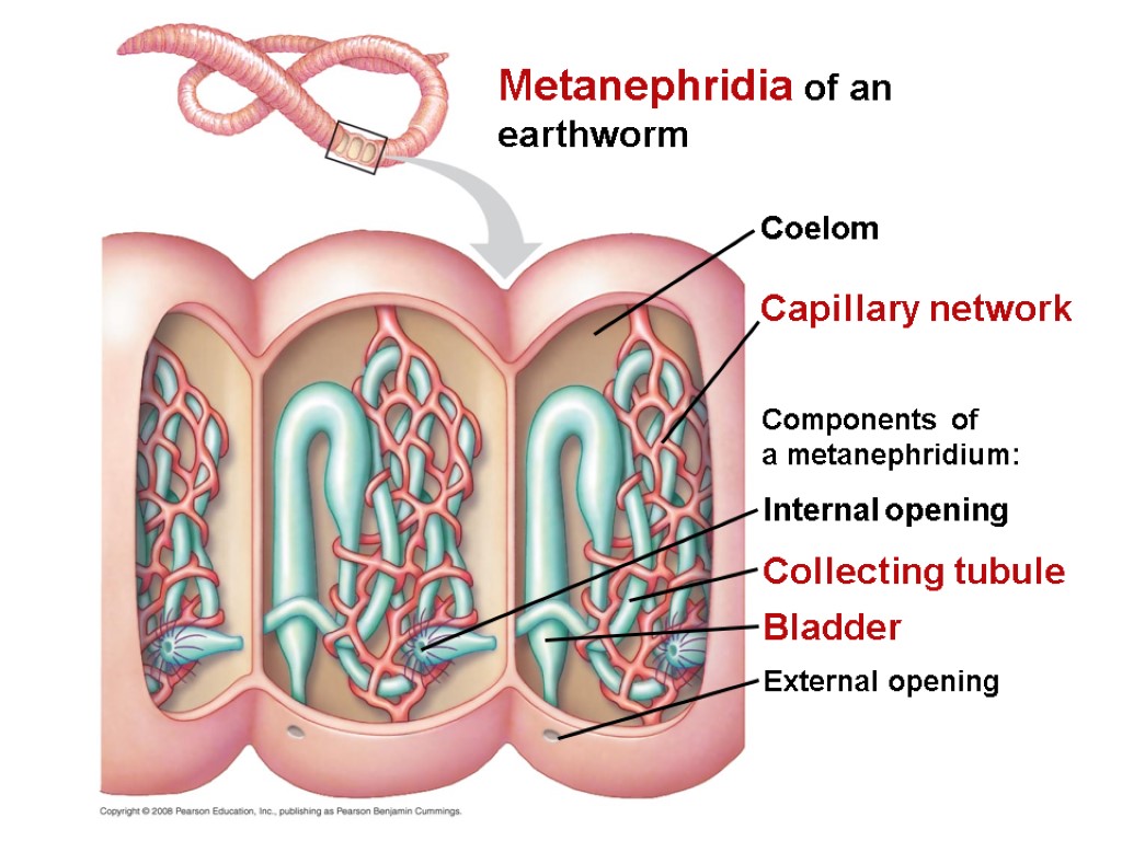 Metanephridia of an earthworm Capillary network Components of a metanephridium: External opening Coelom Collecting